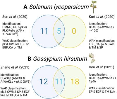 Describing and characterizing the WAK/WAKL gene family across plant species: a systematic review